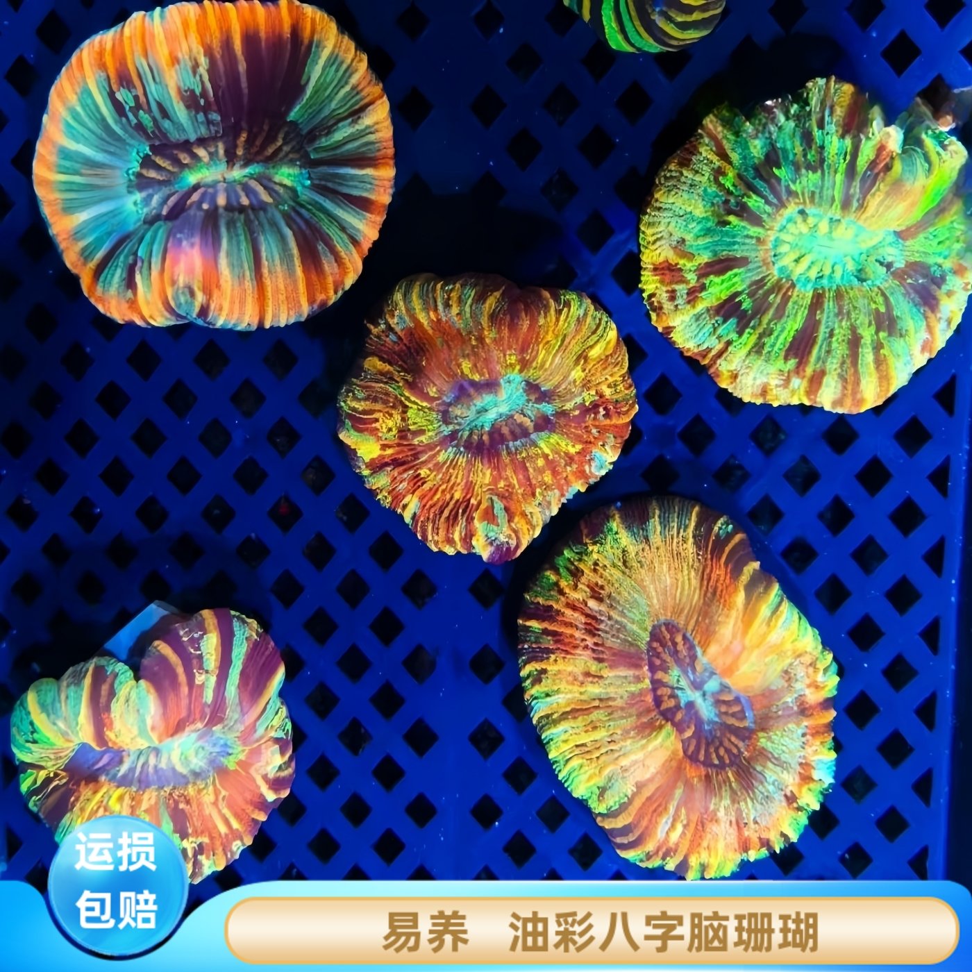 八字脑珊瑚新手软体易养油彩