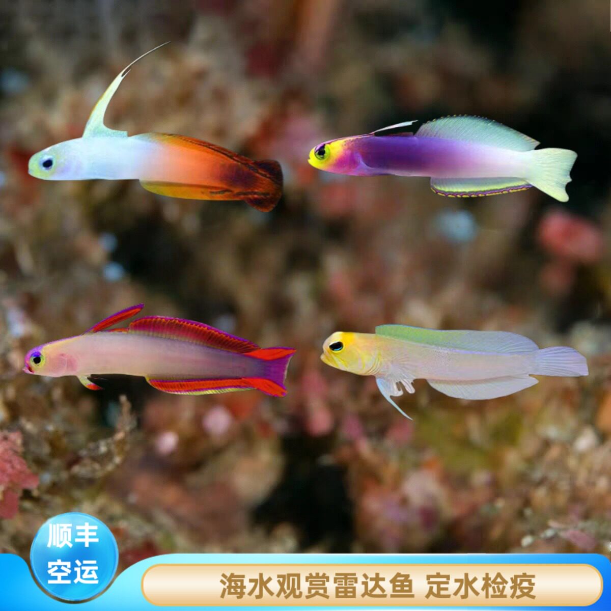 【厦门蕴海】雷达鱼海水鱼红雷达紫雷达大溪地火鸟活体观赏鱼养定