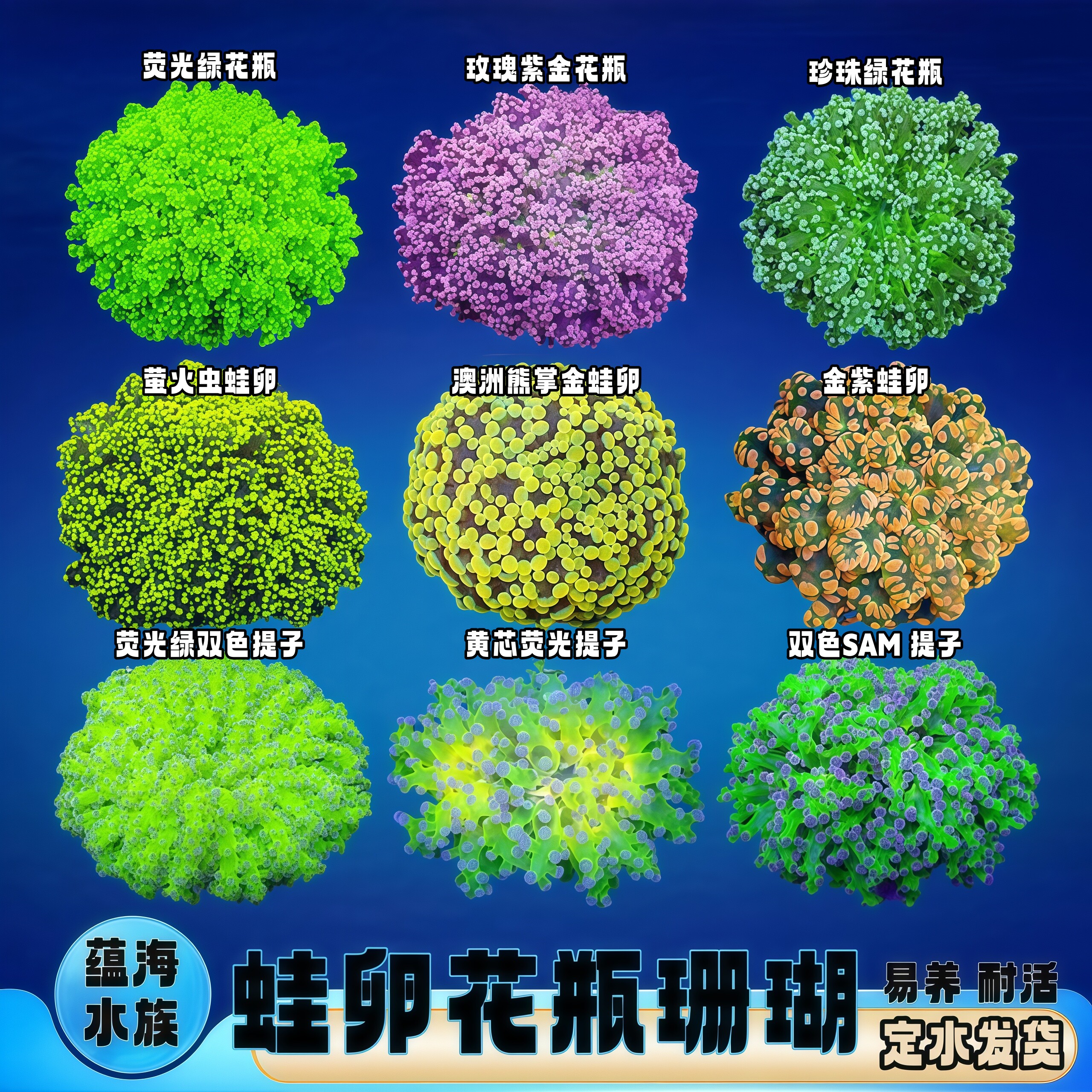 蛙卵花瓶珊瑚易养耐活观赏鱼缸