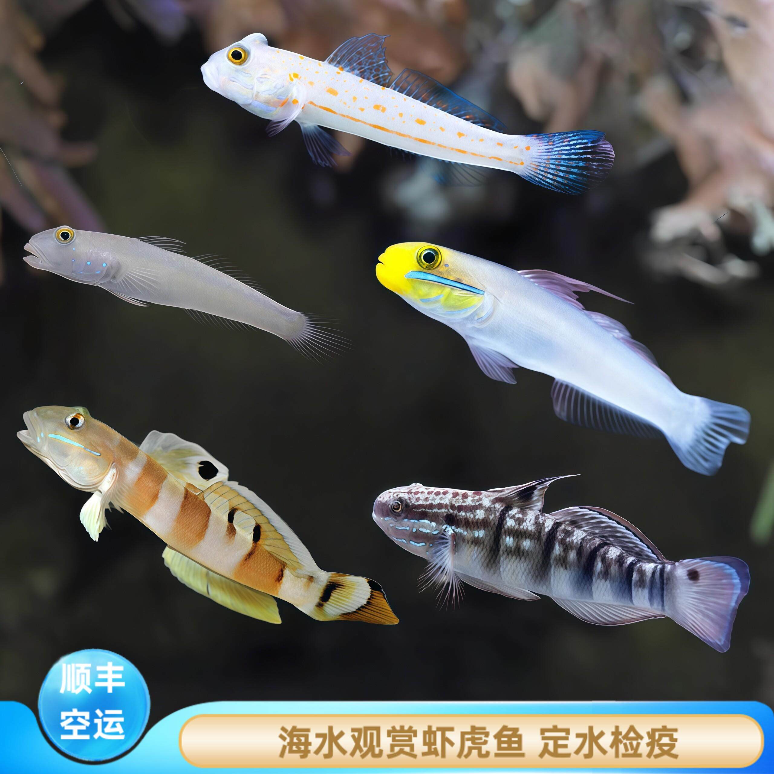 【厦门蕴海】虾虎鱼海水鱼观赏鱼钻石哨兵白虾虎翻砂虾虎开口养定