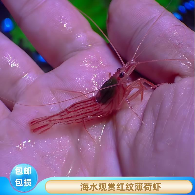 蕴海水族薄荷虾海水缸观赏虾吃藻