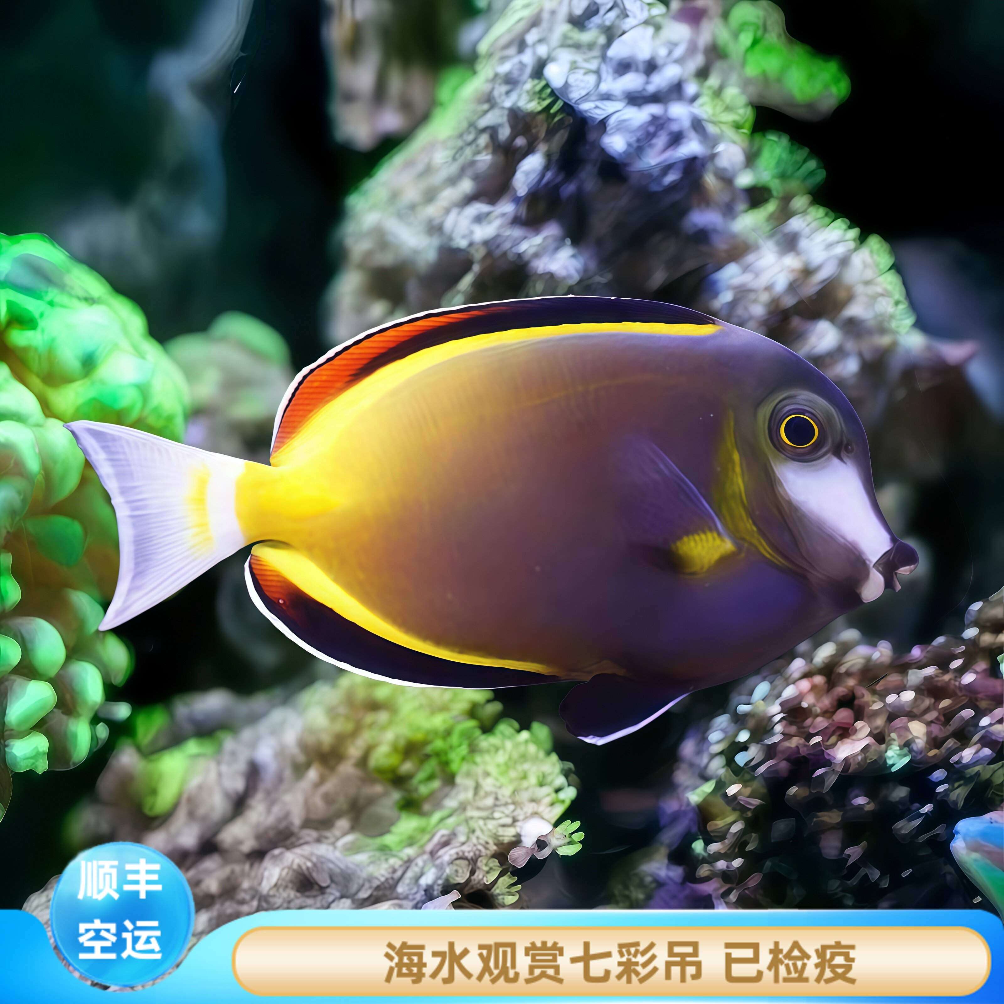 【厦门蕴海】七彩吊海水鱼活体观赏鱼吊类开口养定珊瑚缸除藻新手