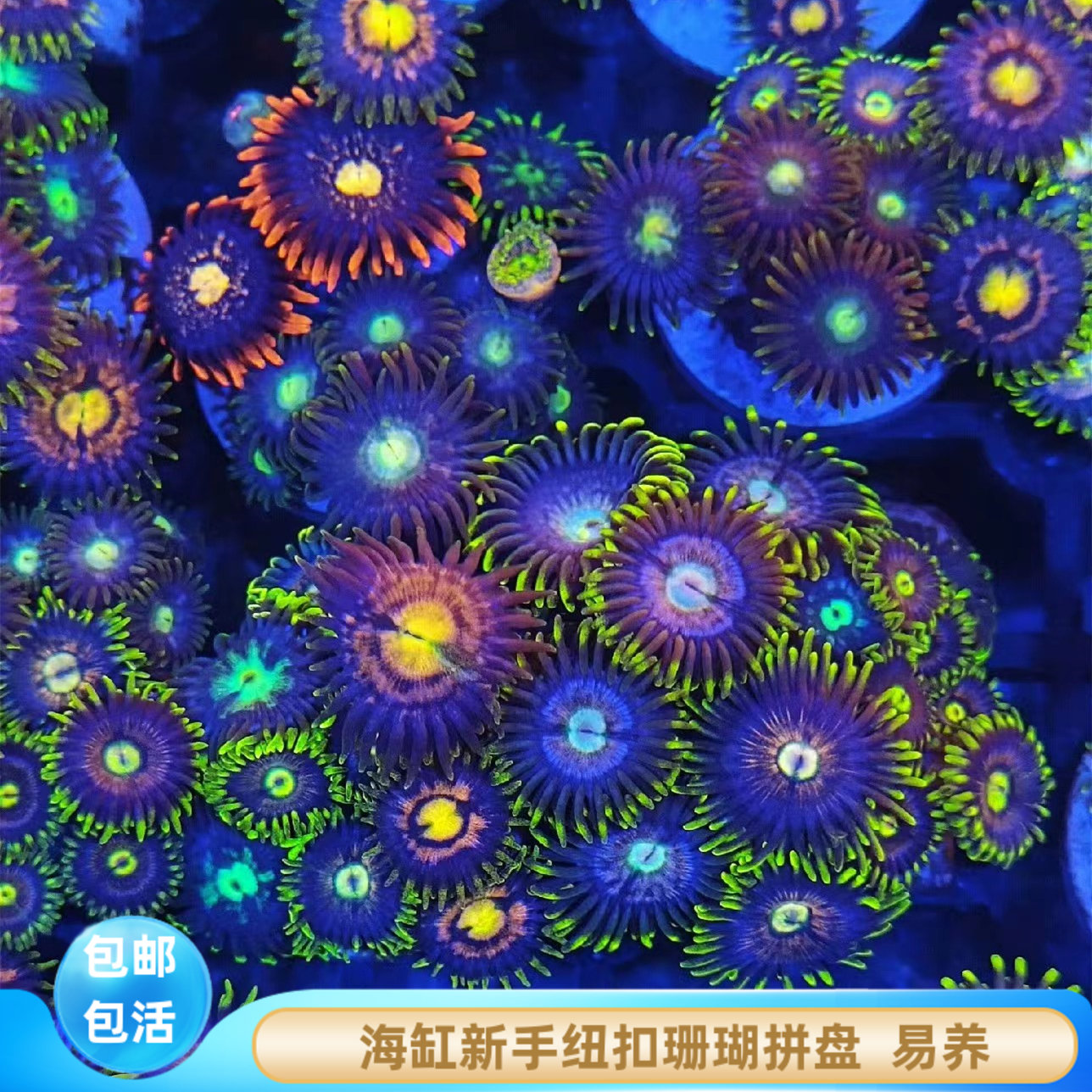 草迷水族大種紐扣珊瑚海缸拼盤