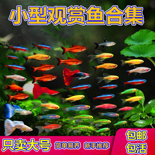 热带观赏鱼荧光斑马鱼孔雀灯科红绿灯小型活鱼冷水鱼淡水好养套餐