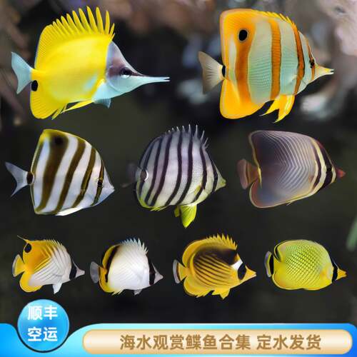 【厦门蕴海】鲽鱼鱼海水鱼人字鲽三间火箭网纹鲽冬瓜鲽太阳鲽养定