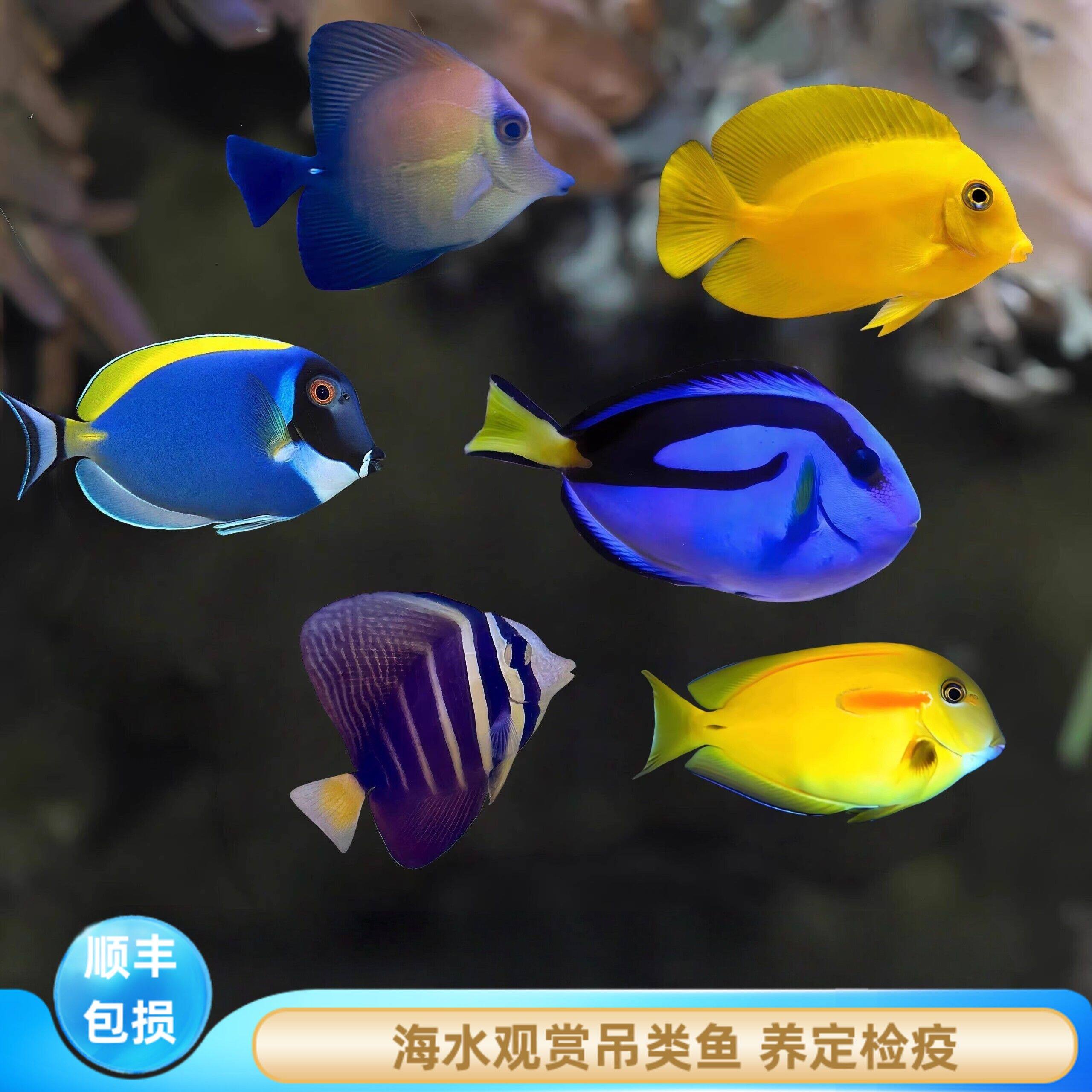 【厦门蕴海】吊类鱼海水鱼观赏鱼蓝吊黄吊粉蓝吊三角吊黄一字检疫