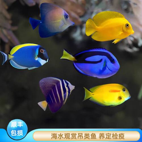 厦门蕴海吊类观赏鱼新手易养