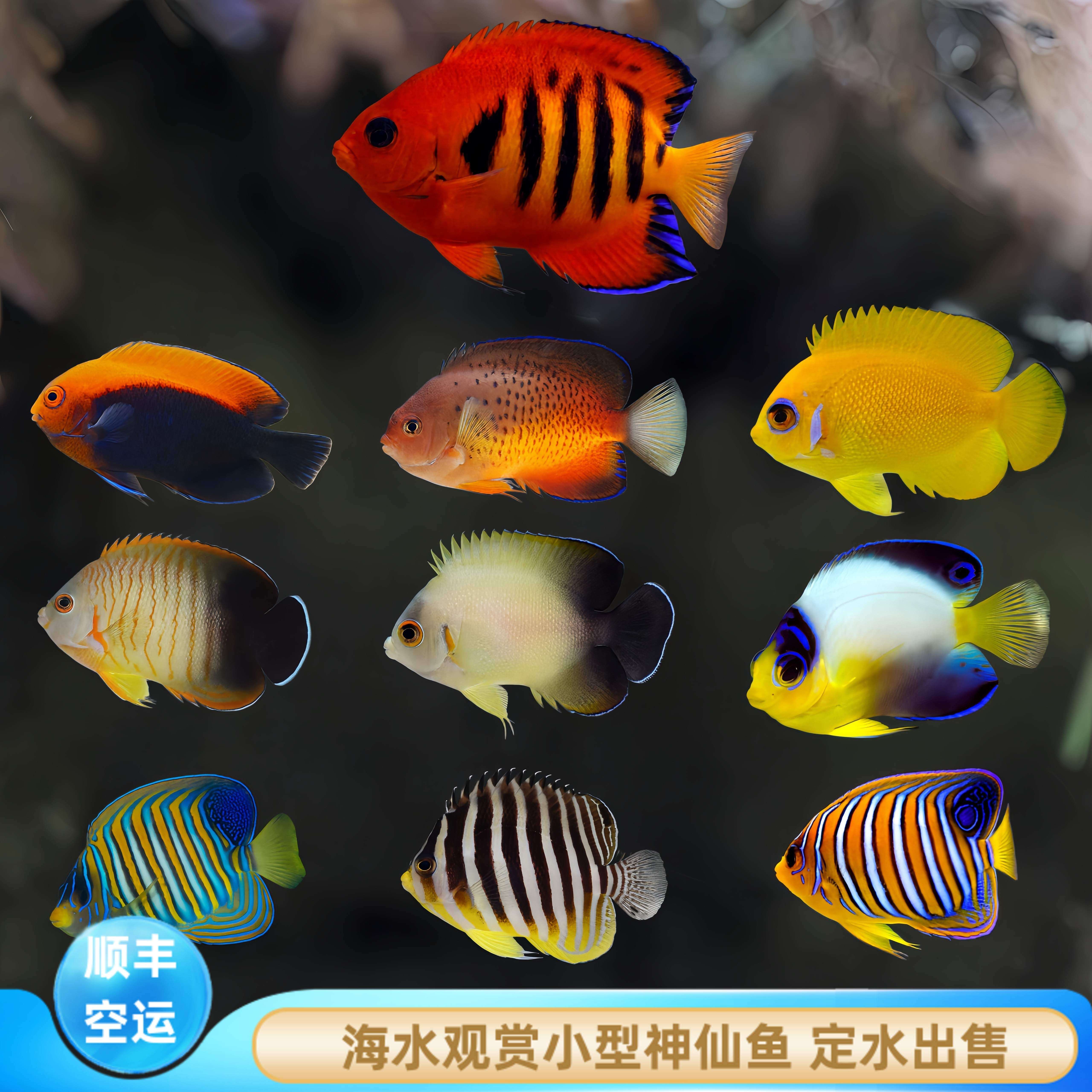 【厦门蕴海】小型神仙鱼海水鱼观赏鱼火焰仙七彩仙火背仙开口养定