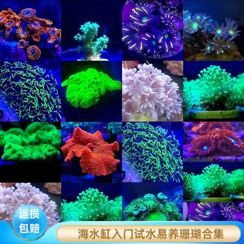 蕴海水族海缸新手易养珊瑚合集