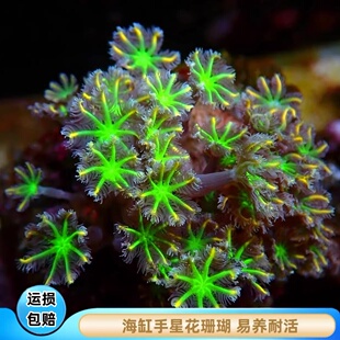 【厦门蕴海】手星花珊瑚金边绿芯椰星花海缸活物易养新手软体耐活
