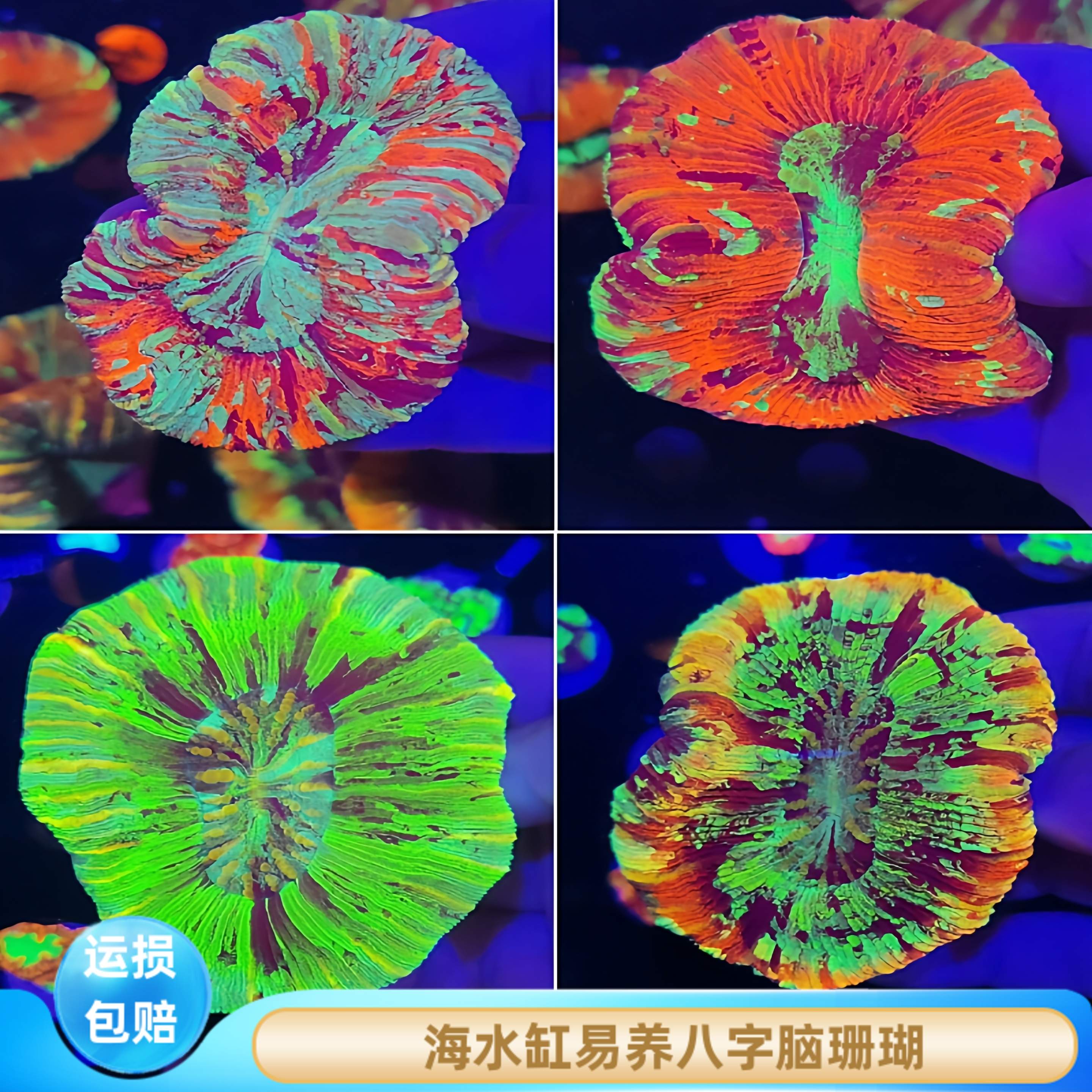 八字脑珊瑚新手软体易养油彩