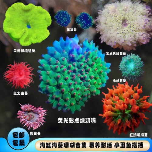 蕴海水族海葵珊瑚绿奶小丑鱼搭档