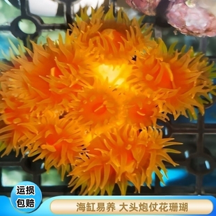 【厦门蕴海】炮仗花海缸大头太阳花软体活体生物易养水族宠物珊瑚