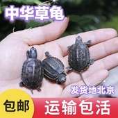 中华草龟活体小乌龟活物外塘长寿龟宠物观赏龟水金线龟墨龟草龟苗