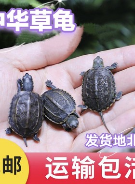 中华草龟小乌龟长寿龟