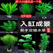 鱼缸造景活体真水草莫丝小水榕珍珠丁香容易养活适合懒人 包损 包邮