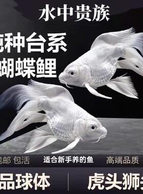 台湾蝴蝶鲤观赏鱼纯种球体大鳍大尾巨型贵妃好养活适合新手养的鱼