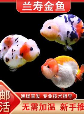 兰寿精选兰寿金鱼波妞观赏鱼淡冷水好养耐活风水鱼包活适合新手养