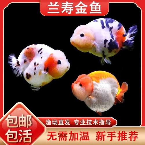 兰寿精选兰寿金鱼波妞观赏鱼淡冷水好养耐活风水鱼包活适合新手养
