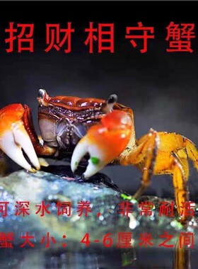 小螃蟹淡水宠物蟹小螃蟹