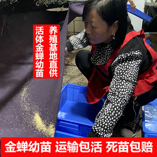 知了猴幼苗金蝉种苗活知了卵枝爬叉种苗现货孵化技术包邮
