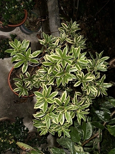 大金边金边瑞香稀有珍贵品种盆栽花卉植物室内室外耐寒耐旱