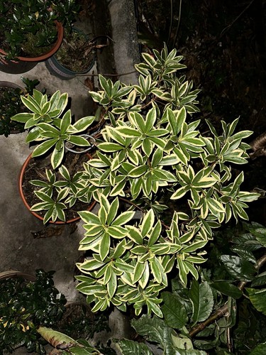 大金边金边瑞香稀有珍贵品种盆栽花卉植物室内室外耐寒耐旱