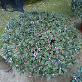 金边瑞香老桩盆景蘑菇造型耐寒耐旱盆栽花卉四季 庭院客厅浓香型