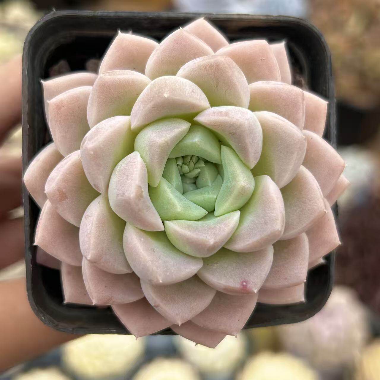 慢悠花房 奶油美人 精品多肉办公室阳台绿植园艺盆栽花卉庭院多肉