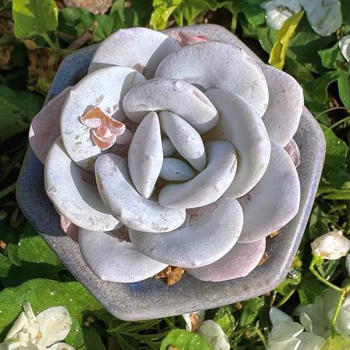 慢悠花房阳台容易观赏多肉