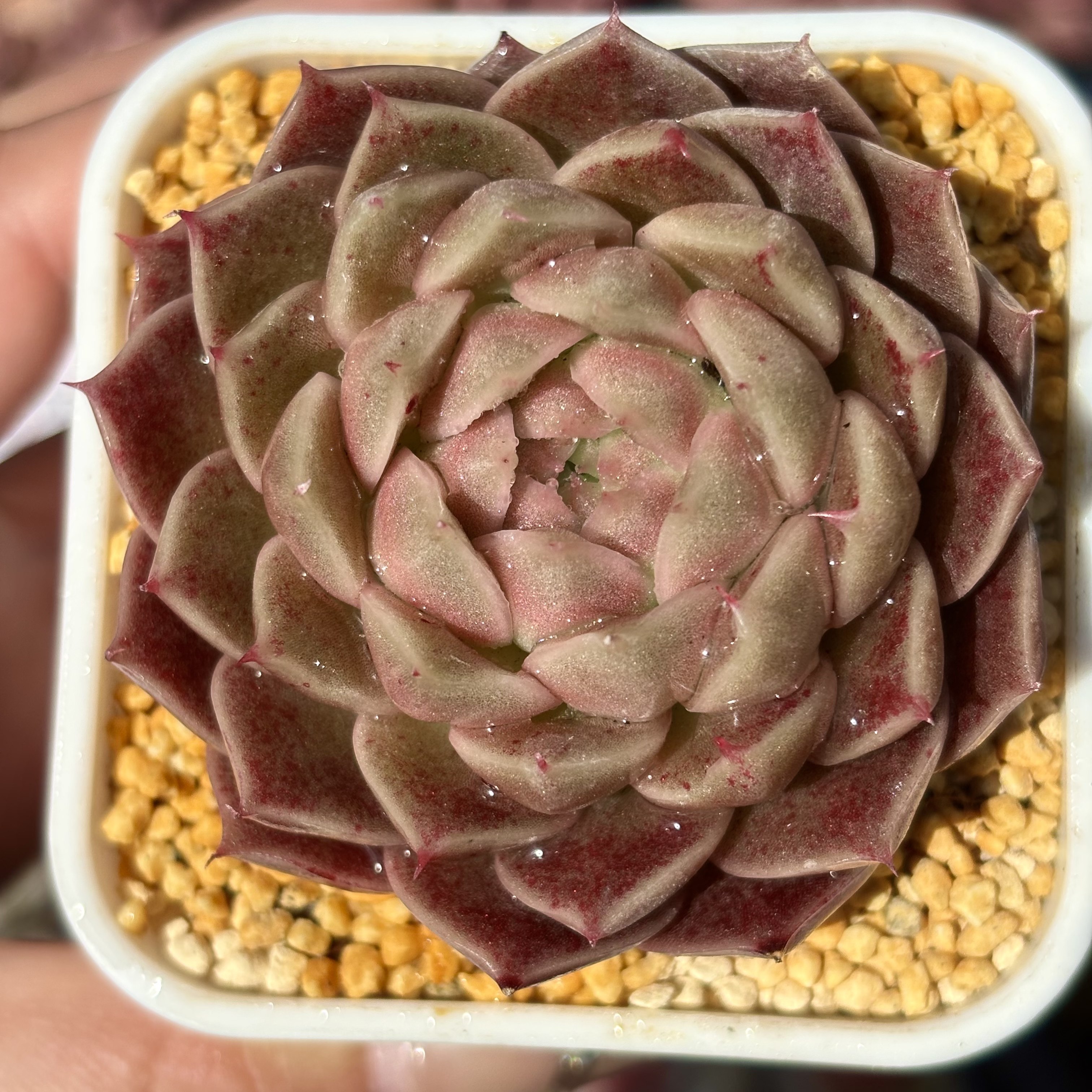 慢悠花房 摩卡慕斯 阳台绿植园艺盆栽花卉庭院多肉植物,鲜花速递/花卉仿真/绿植园艺,多肉植物,淘宝优惠券,粉丝福利购,淘宝优惠卷