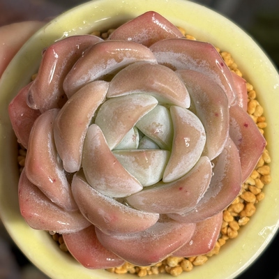 多肉植物多肉植物阳台盆栽容易