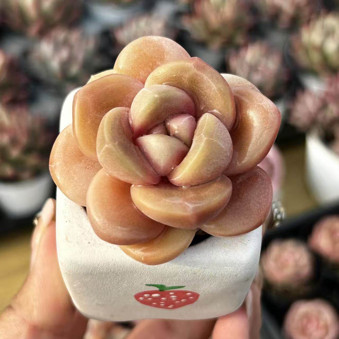 慢悠花房 巧克力奶芙 精品多肉办公室阳台绿植园艺盆栽多肉植物