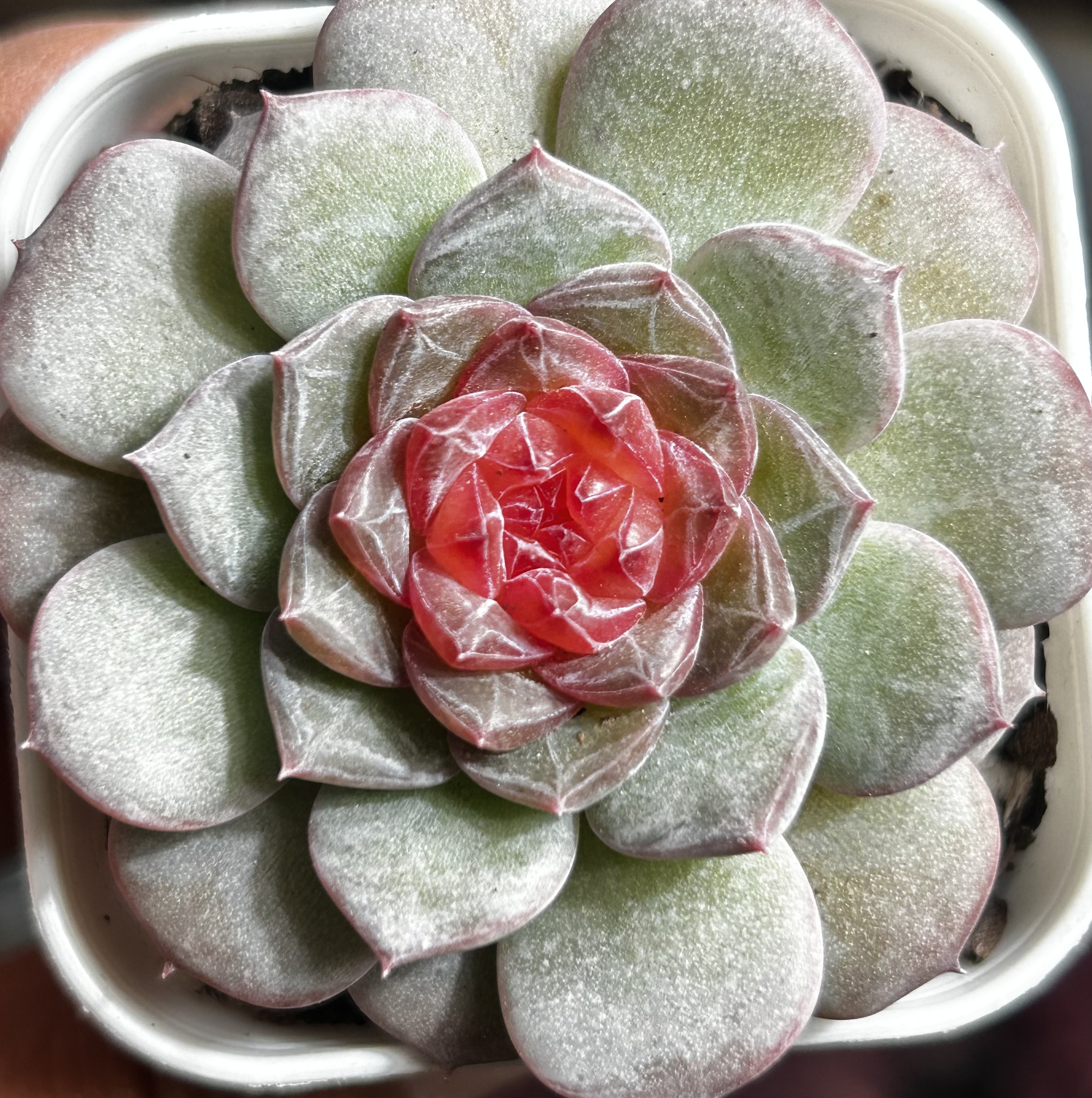 慢悠花房  柔月溪  多肉办公室阳台绿植园艺盆栽花卉庭院多肉植物