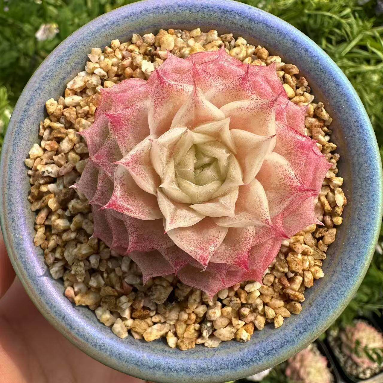 慢悠花房 蜜茶 精品多肉办公室阳台绿植园艺盆栽花卉庭院 - 慢悠花房出品