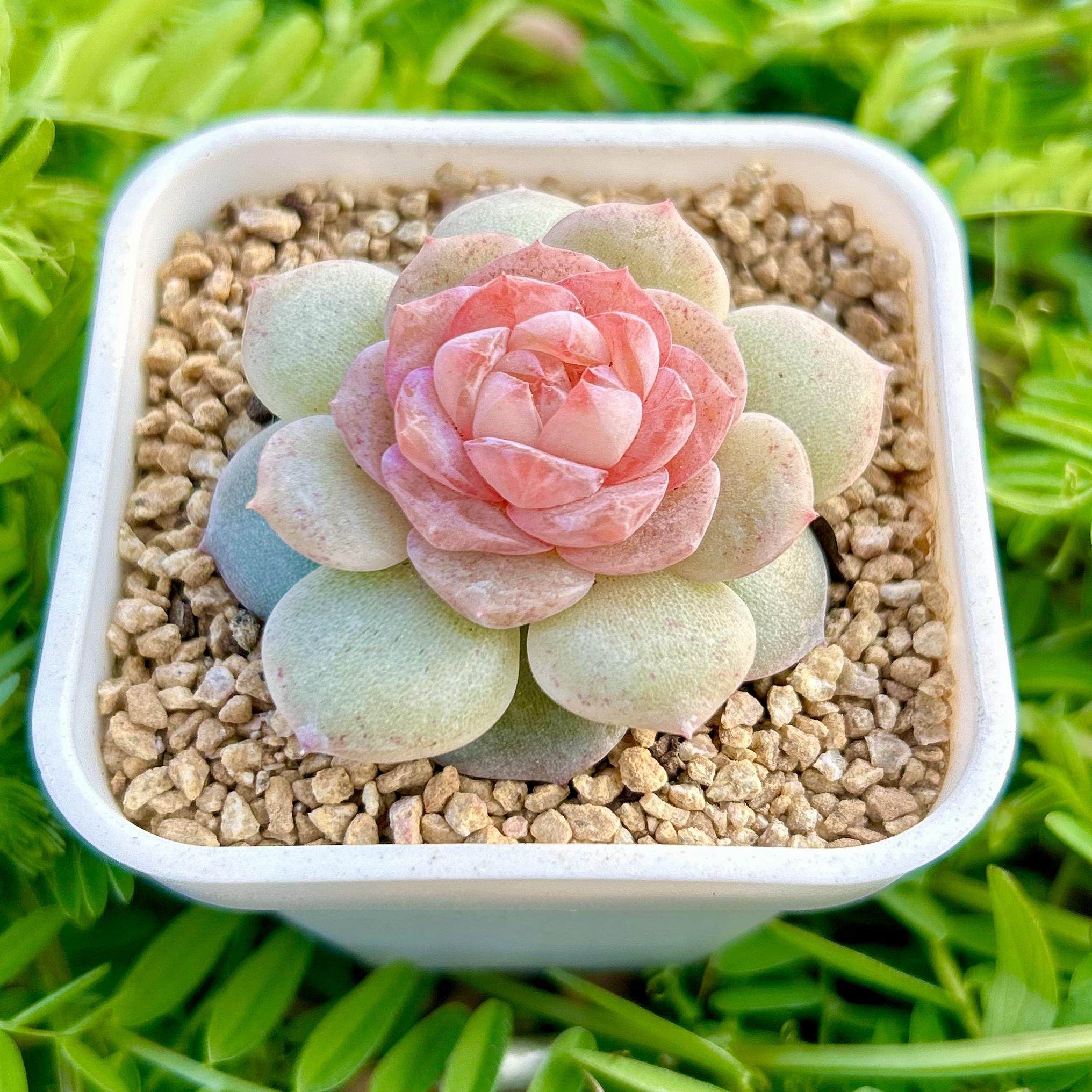 慢悠花房 粉色芭比 办公室精品多肉阳台绿植园艺盆栽花卉庭院多肉,鲜花速递/花卉仿真/绿植园艺,多肉植物,淘宝优惠券,粉丝福利购,淘宝优惠卷