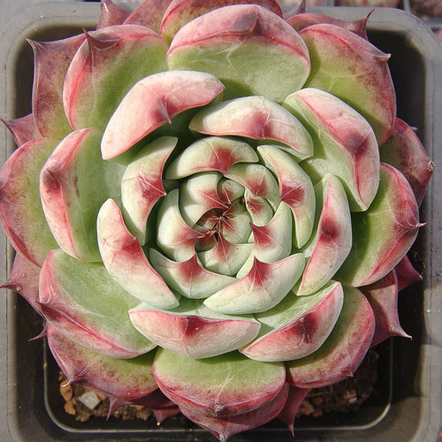 慢悠花房 惊鸿baby 精品多肉办公室阳台绿植园艺盆栽花卉庭院多肉