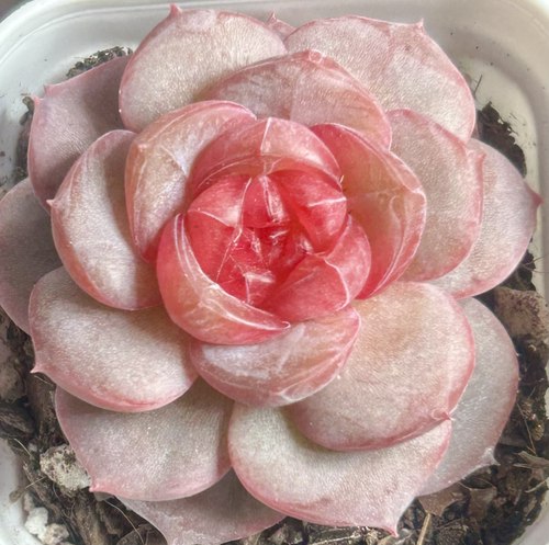 慢悠花房  合欢  多肉办公室阳台绿植园艺盆栽花卉庭院多肉