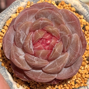 慢悠花房 草莓啵啵 精品多肉办公室阳台绿植园艺盆