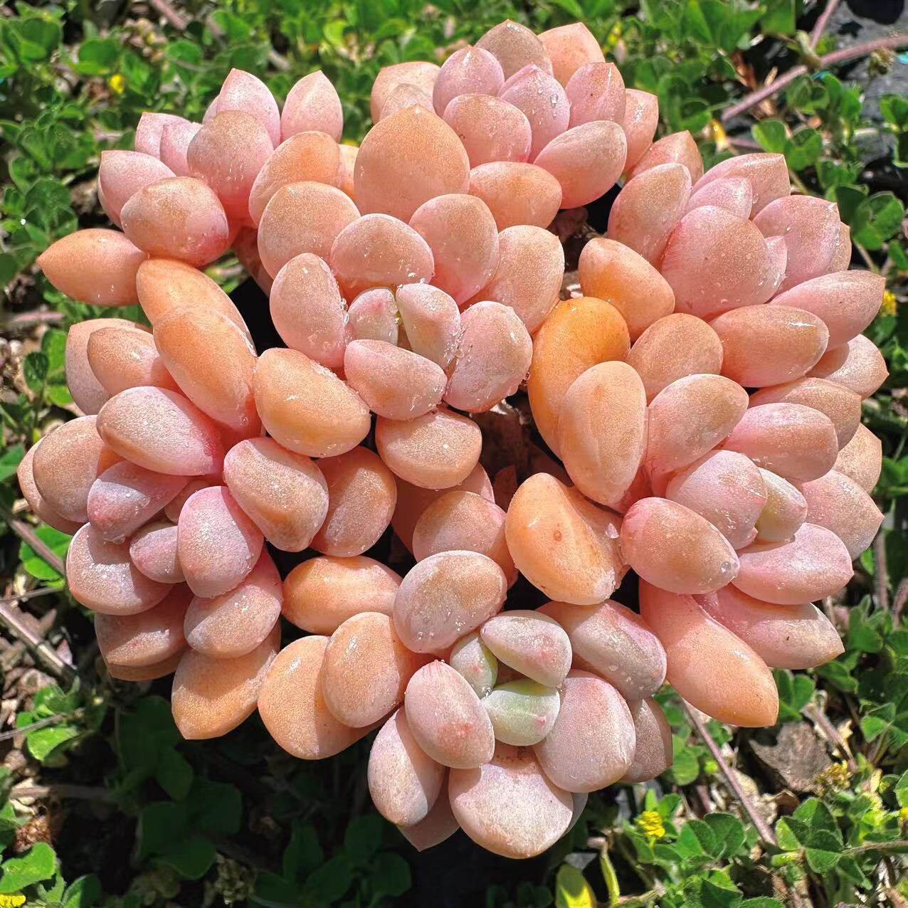 慢悠花房白鹭群生精品多肉办公室阳台绿植园艺盆栽花卉庭院多肉植