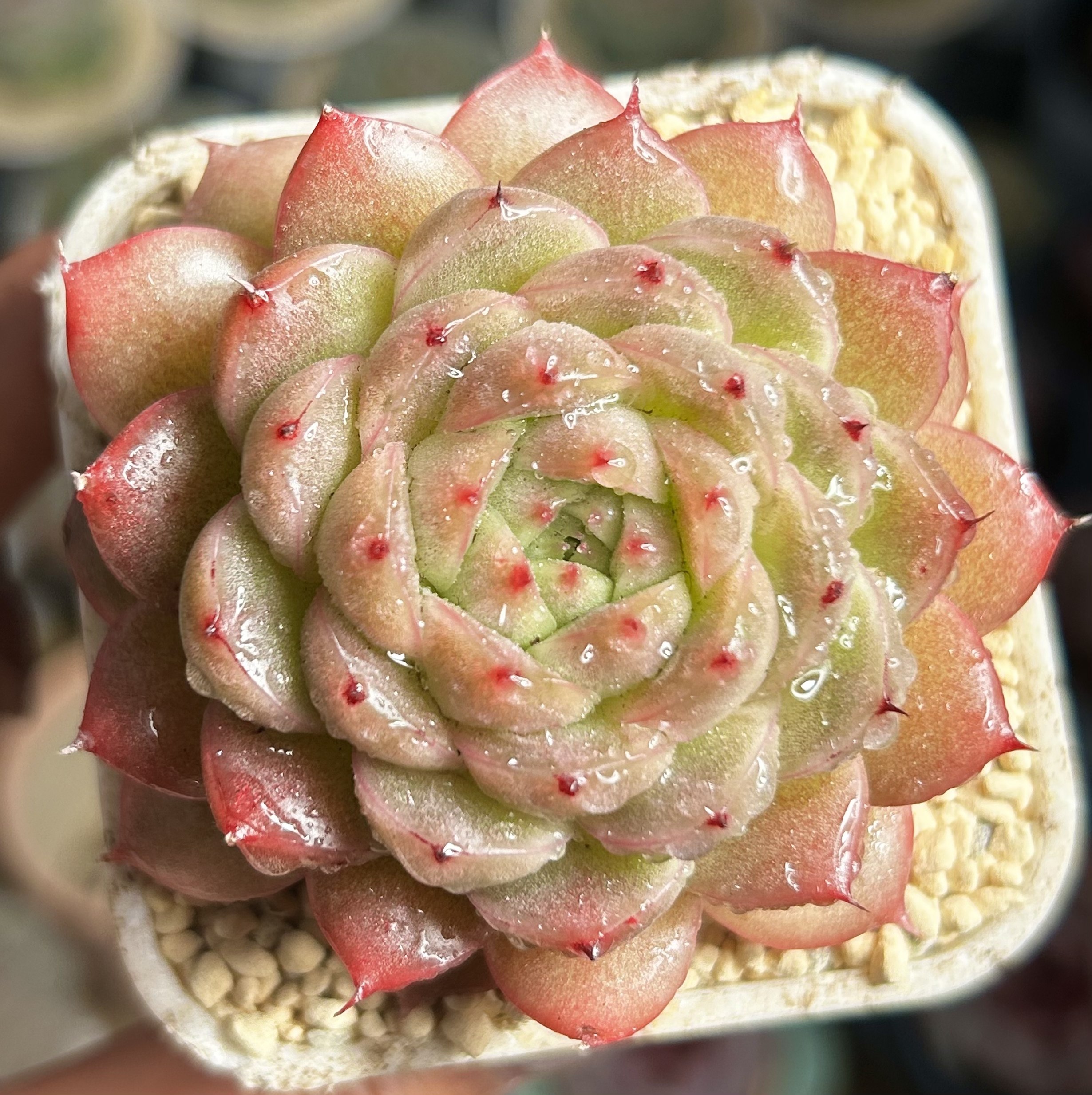 慢悠花房 山河盏珍妮麦秆办公室阳台绿植园艺盆栽花卉庭院多肉,鲜花速递/花卉仿真/绿植园艺,多肉植物,淘宝优惠券,粉丝福利购,淘宝优惠卷