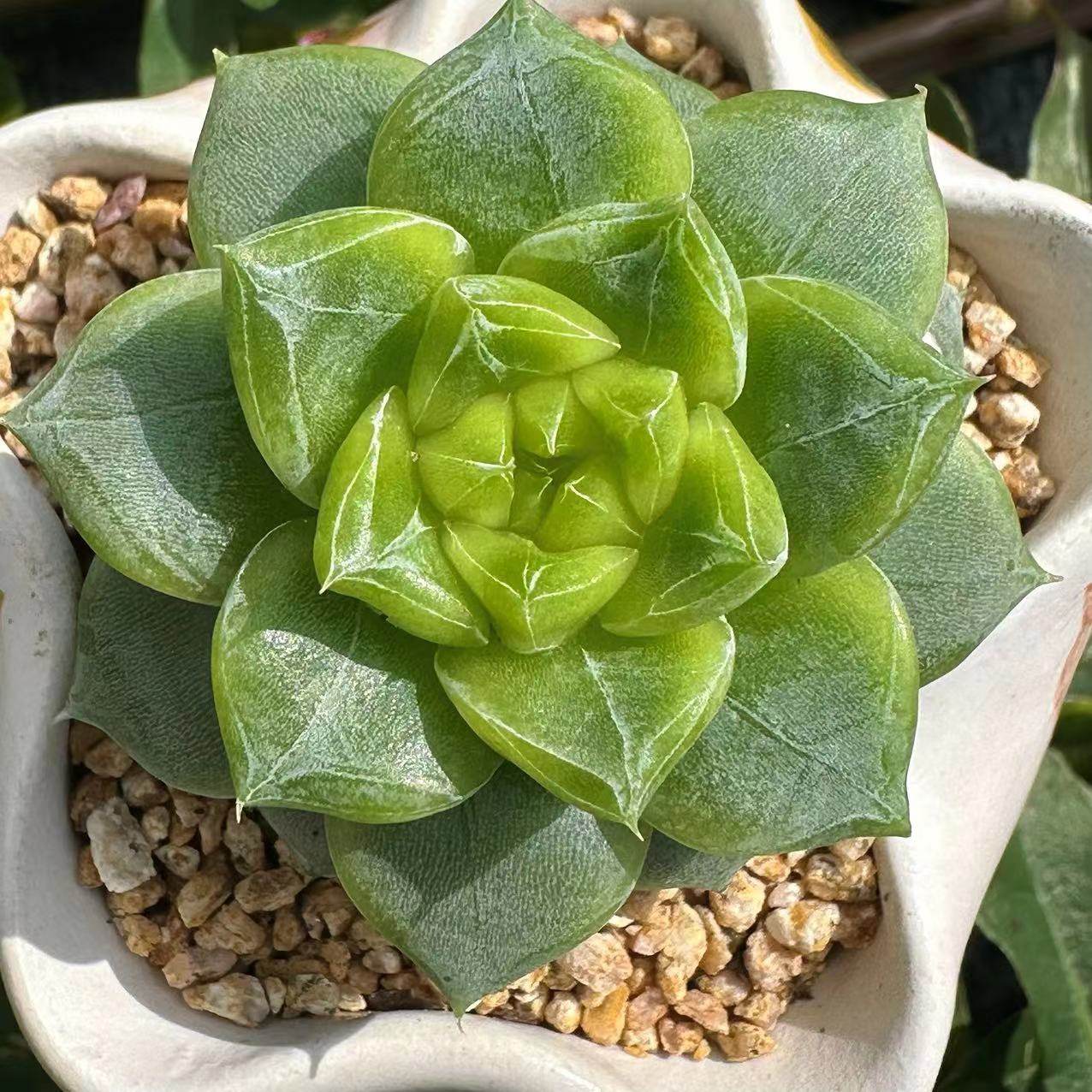 慢悠花房 七喜 精品多肉绿植园艺盆栽花卉庭院多肉植物,鲜花速递/花卉仿真/绿植园艺,多肉植物,淘宝优惠券,粉丝福利购,淘宝优惠卷