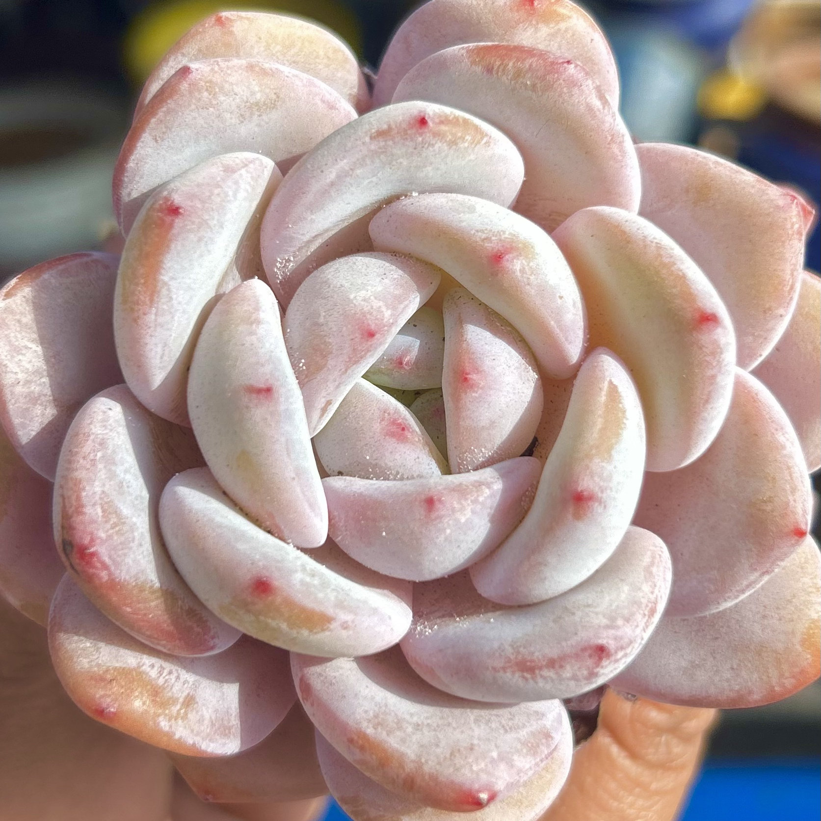 慢悠花房 雪茶 多肉绿植园艺盆栽花卉庭院多肉植物,鲜花速递/花卉仿真/绿植园艺,多肉植物,淘宝优惠券,粉丝福利购,淘宝优惠卷