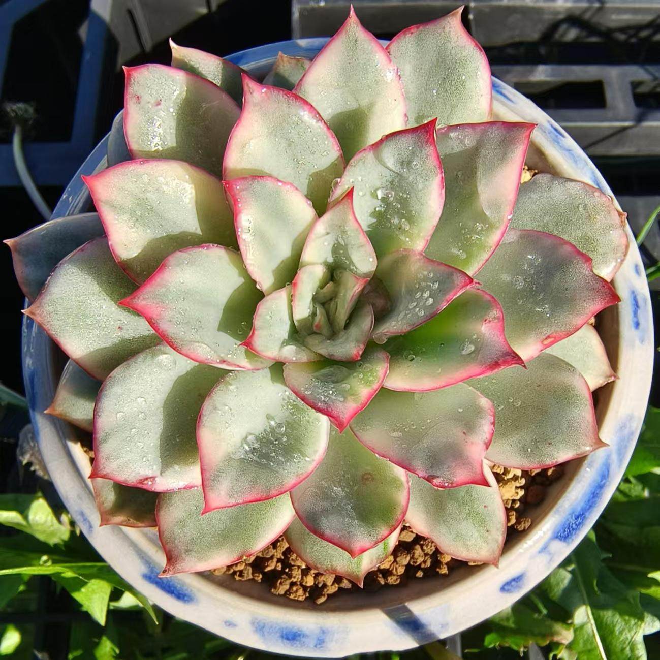 慢悠花房 月光女神锦 精品多肉绿植园艺盆栽花卉庭院多肉植物