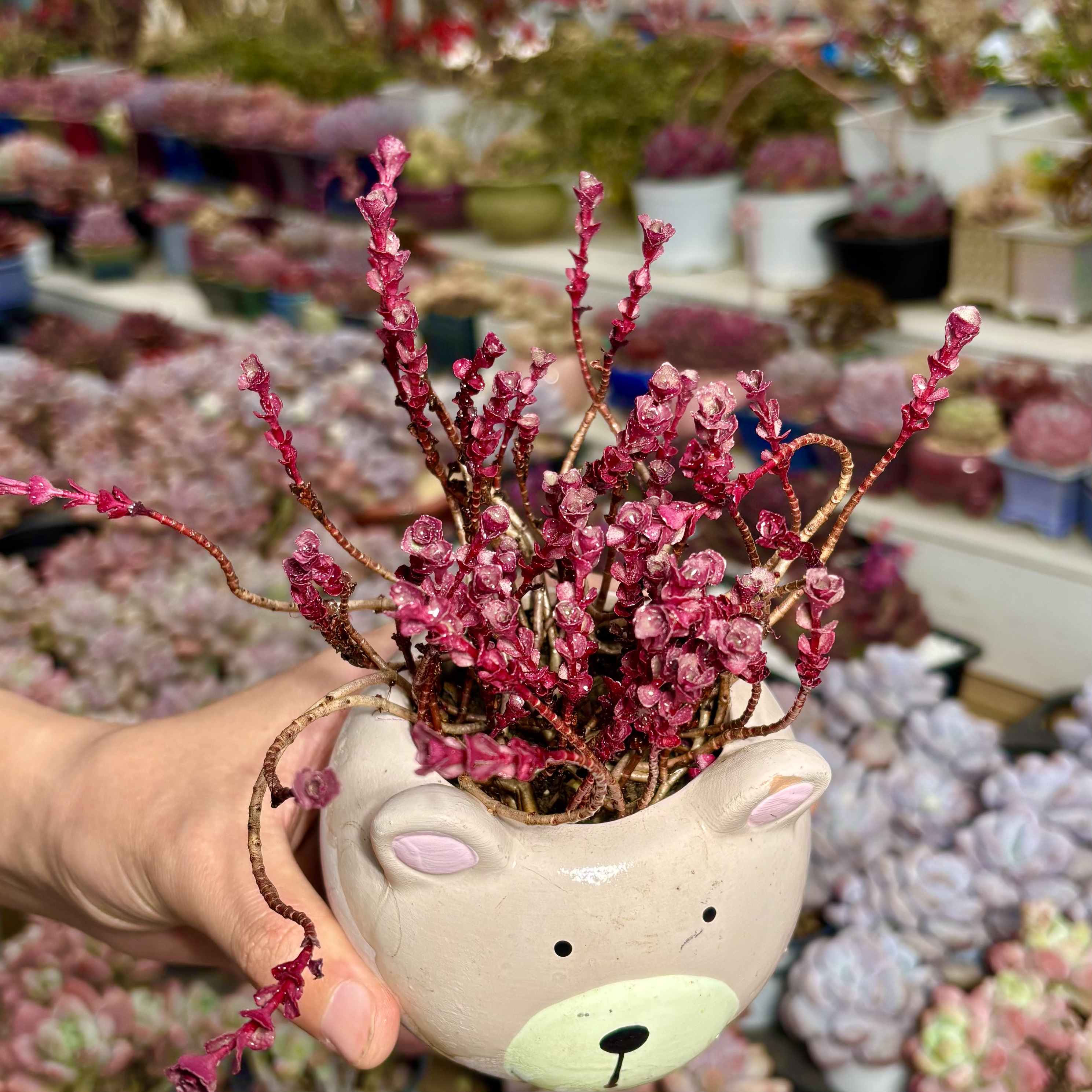 慢悠花房 小球玫瑰 阳台绿植园艺盆栽花卉庭院多肉