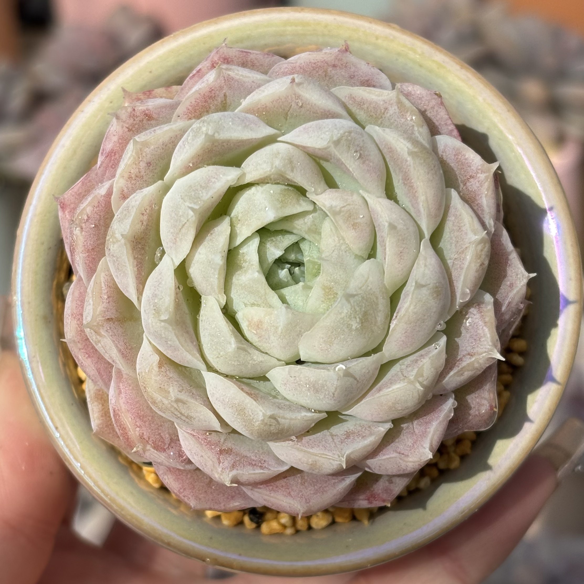 慢悠花房   白月影   精品多肉办公室阳台绿植园艺盆栽花卉庭院多,鲜花速递/花卉仿真/绿植园艺,多肉植物,淘宝优惠券,粉丝福利购,淘宝优惠卷