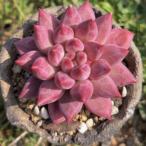 慢悠花房 红虞美人 精品多肉绿植园艺盆栽花卉庭院多肉植物