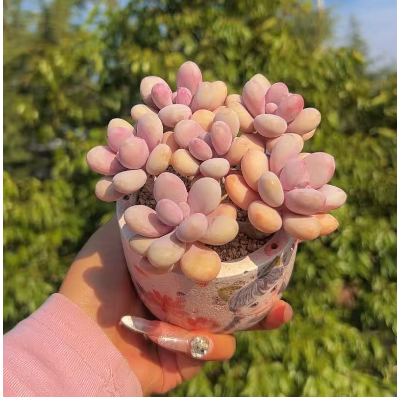 慢悠花房 桃蛋 精品多肉绿植园艺盆栽花卉庭院多 - 慢悠花房出品