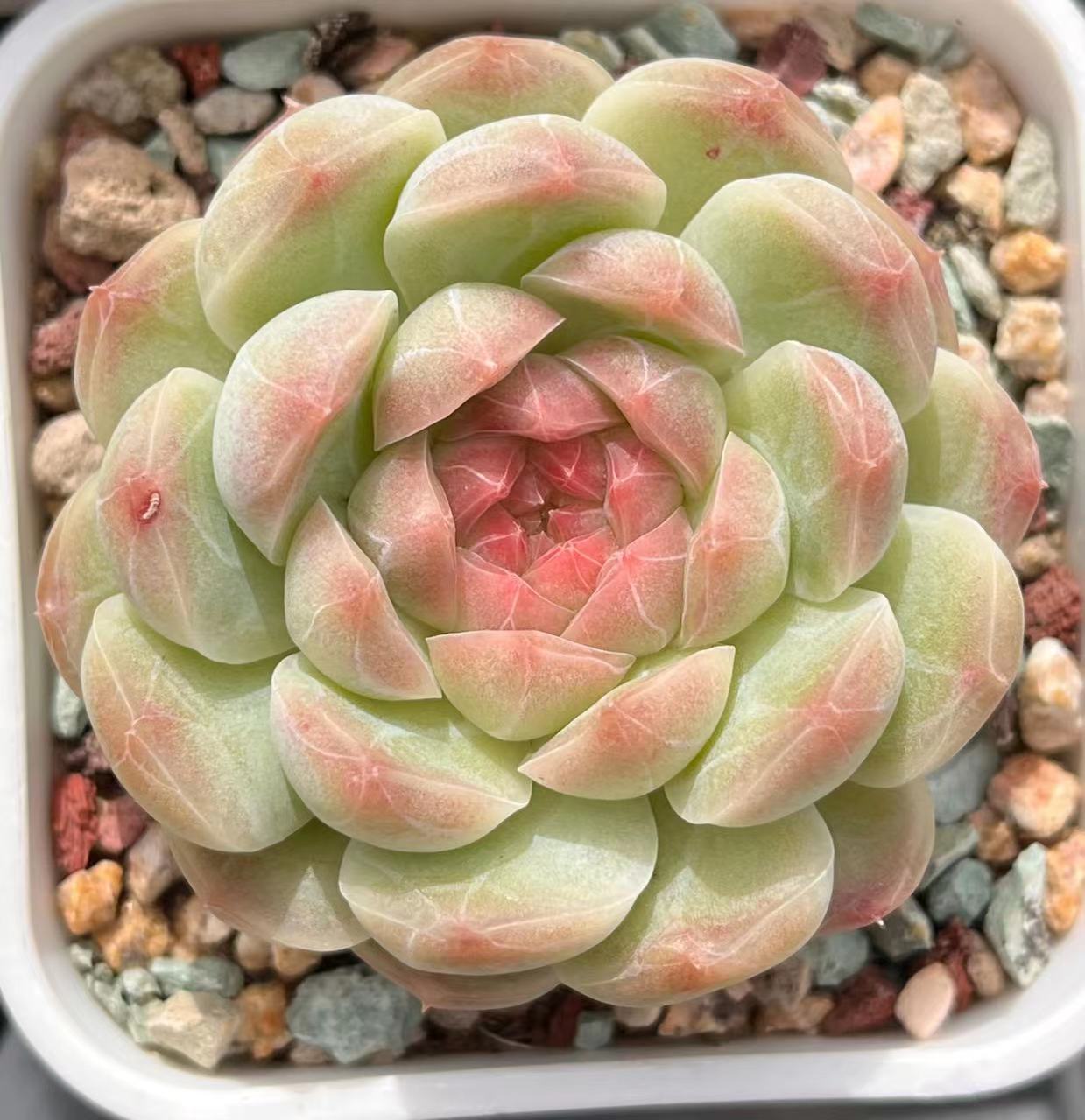 慢悠花房玉蝴蝶精品多肉办公室阳台绿植园艺盆栽花卉庭院多肉植物