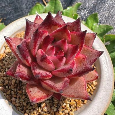 慢悠花房阳台容易观赏多肉